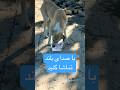 لحظه آب خوردن سگ تشنه لحظه آب خوردن سگ تشنه