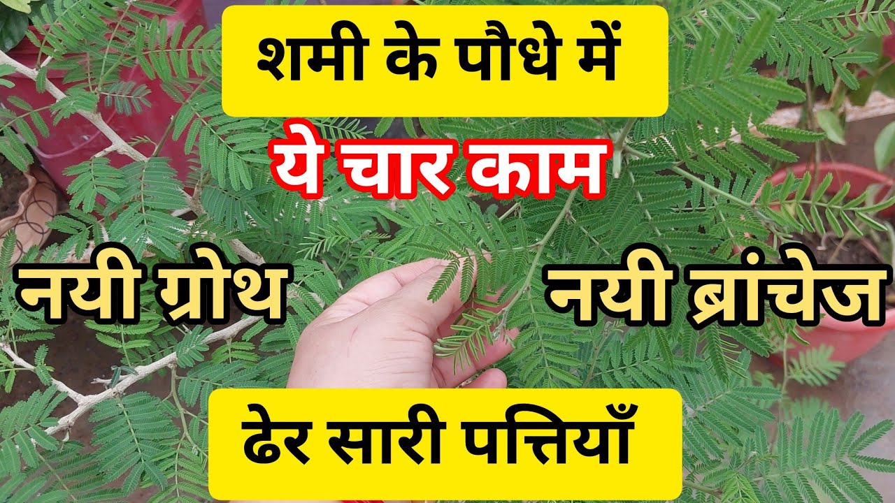 How to Make Healthy and Bushy Shami Plant#Right time to grow Shami ...