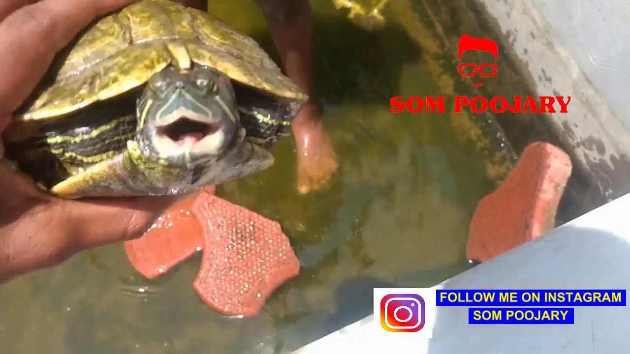 petco hours How to Setup Turtle tank an turtle pond with low cost | Pet India