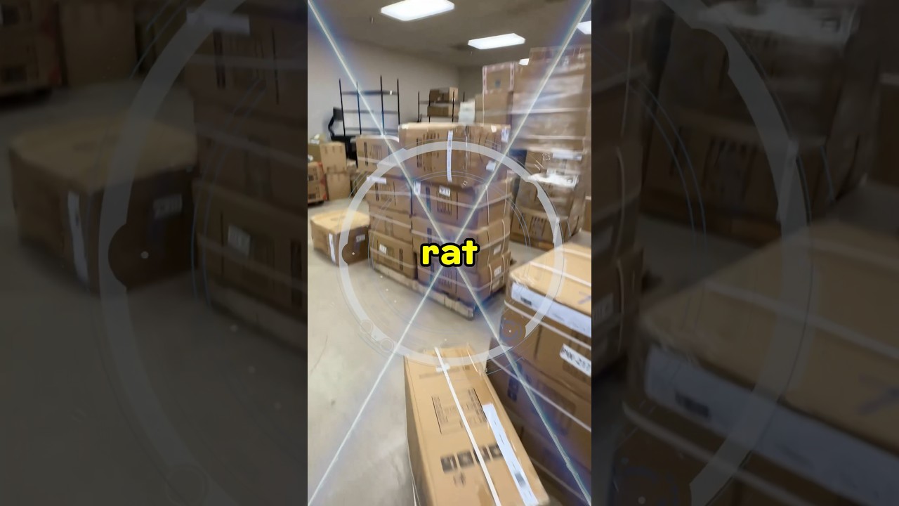 A store infested with rats 🐀