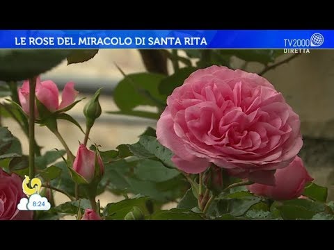 Le rose del miracolo di Santa Rita - YouTube