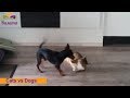 Cats and Dogs Fight  🐱🐶  Cats and Dogs Fighting | Basama TV