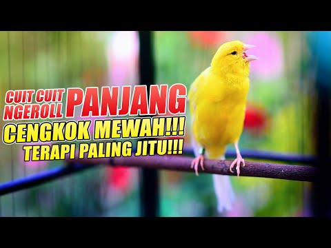 MASTERAN Kenari Gacor Panjang, PANCINGAN Cuit Cuit TERAPI KENARI PAUD belajar bunyi Cepat NYAUT