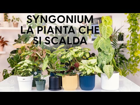 Video: Fiore di Syngonium: descrizione, foto, assistenza domiciliare