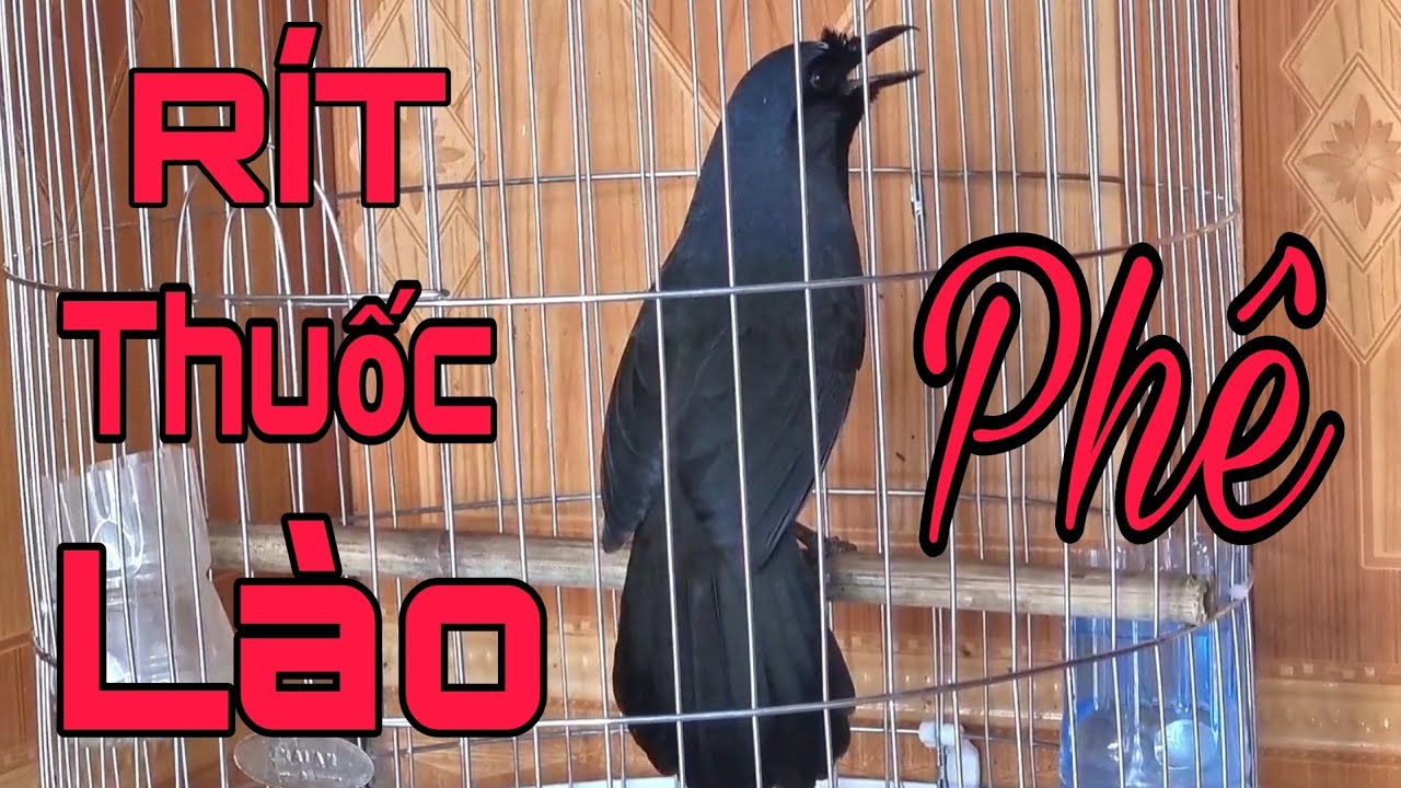 Chim khướu rít thuốc lào đẳng cấp nhất việt nam - YouTube