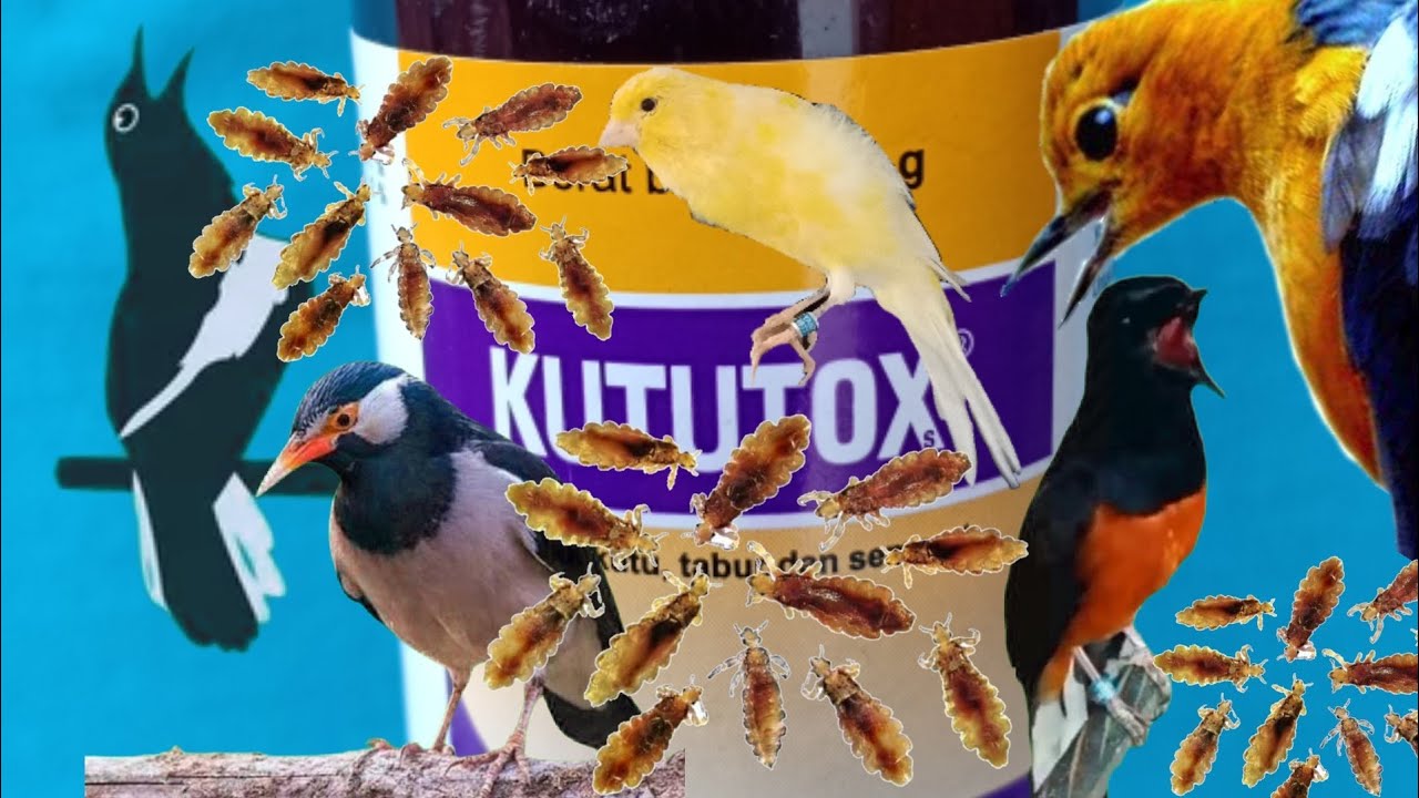 Tips jitu membunuh kutu pada semua jenis burung dan hewan || Kututox-s 100% ampuh