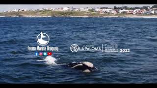 Ballenas en La Pedrera 14 de septiembre. by Fauna Marina Uruguay 210 views 1 year ago 1 minute, 9 seconds