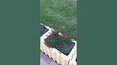 Видосики