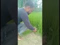 ye kake dikhao #india #farming #khetibadi