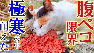 極寒の中お腹を空かせた野良猫に大至急、餌を与えたら・・・