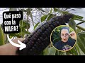 Cosecha de Maíz Morado: Qué salió mal y cómo mejorar para la próxima siembra.