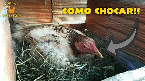 Porque minha galinha não entra no choco?
