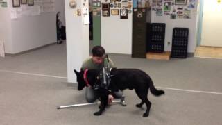 Mobility Service Dog Training