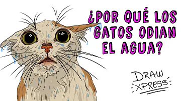 ¿Por qué los gatos odian el agua?