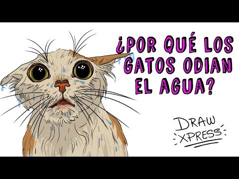 Video: Por Qué Los Gatos Necesitan Agua