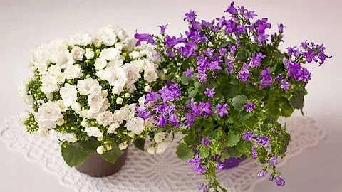 Кампанула, уход, сорта, особенности цветка.