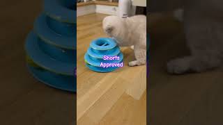 Tiktok V Shorts V Insta?