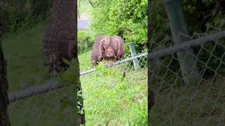 Dramatic Tawny Fish-Owl #birds