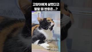 고양이에게 살쪘다고 말했더니 벌어진 일 #shorts