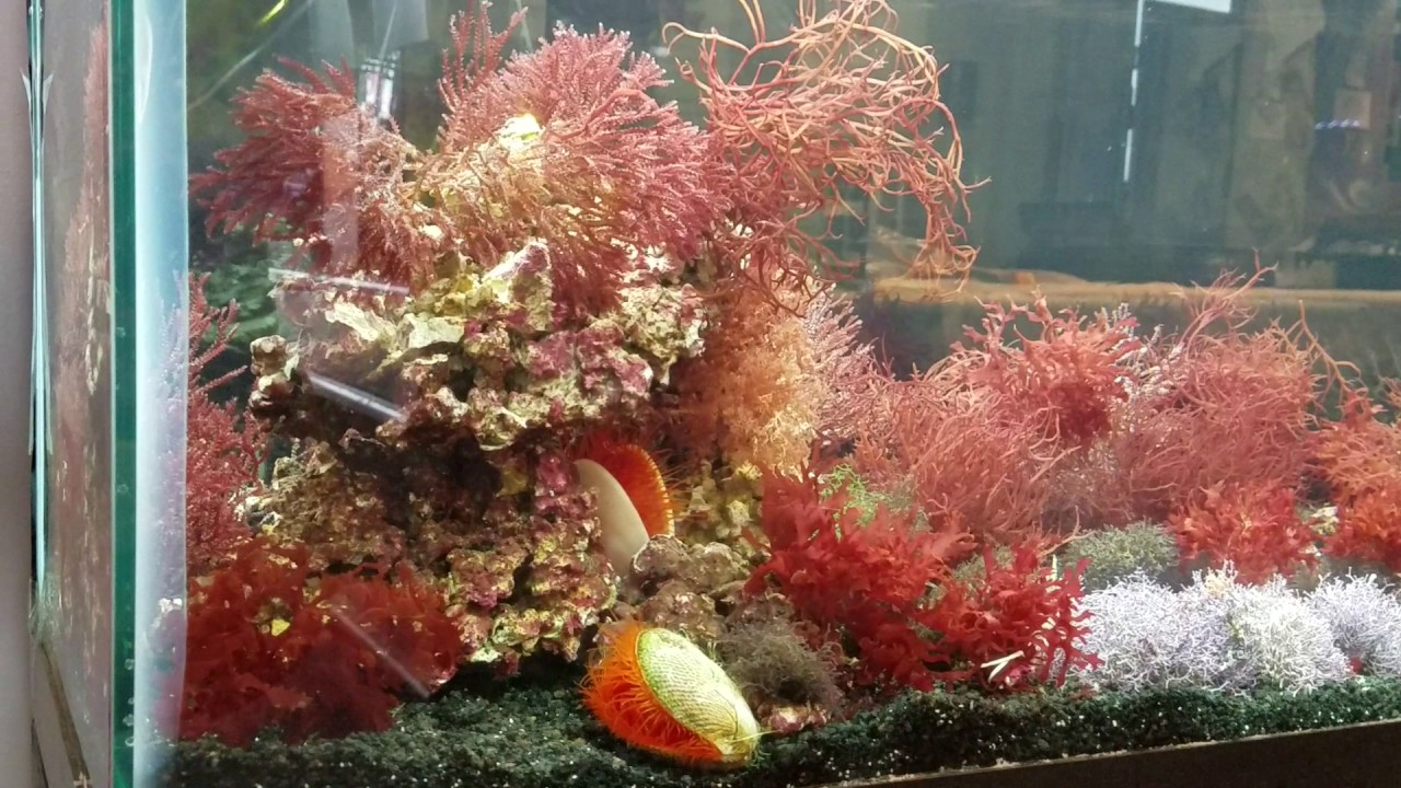 New macro algae display tank at Eddies - YouTube