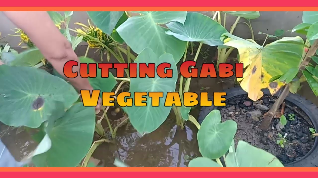 Gabi Vegetable YouTube