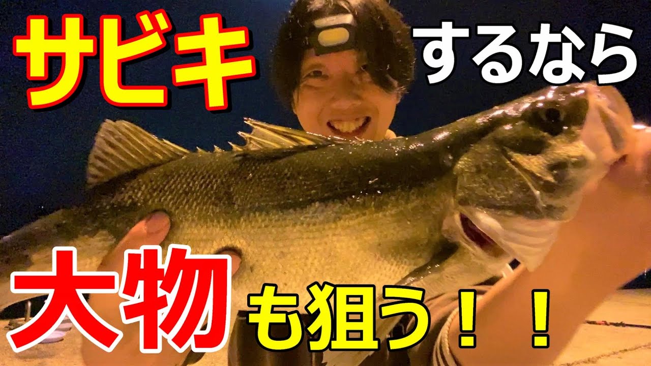 37釣目 泳がせ用のアジが釣れない時の裏技教えます 泳がせ釣りで大物ゲット シーバス サビキ釣り 泳がせ釣り 山陰釣り新報