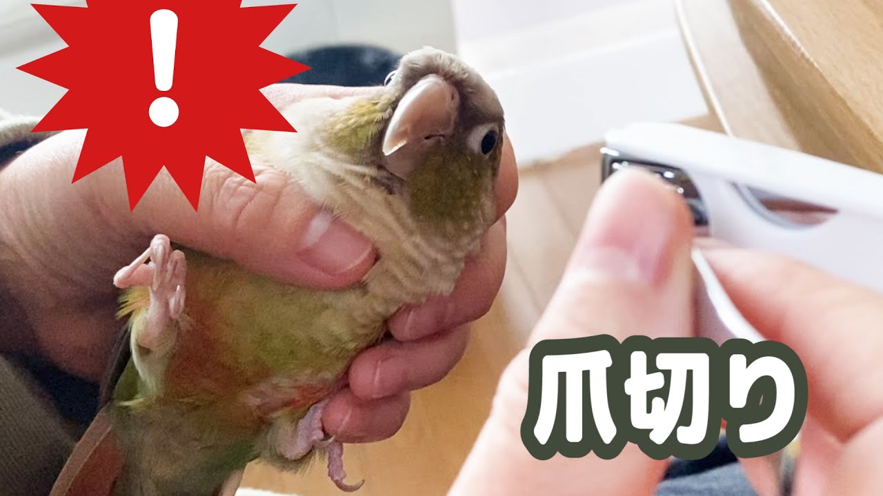 爪切りの歌 で踊ってしまったインコ She Thought It S Dancing But It S Nail Clippers Parakeet Nail Clippers Youtube