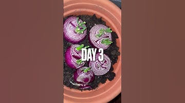 Quickest way growing onions #youtubshorts #onions #greenonion #grow #water