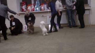 Выставка собак, русская цветная болонка Выставка собак, русская цветная болонка