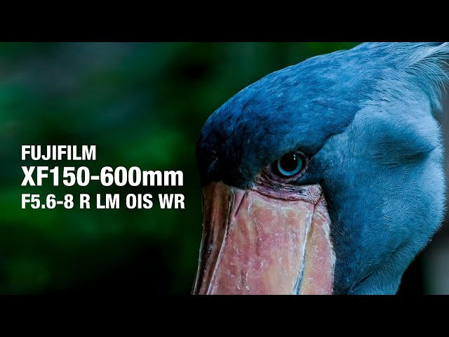 フジフイルムの超望遠レンズXF150-600mmで動画撮影に挑戦してみた