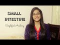 SMALL INTESTINE | ANATOMY | SIMPLIFIED