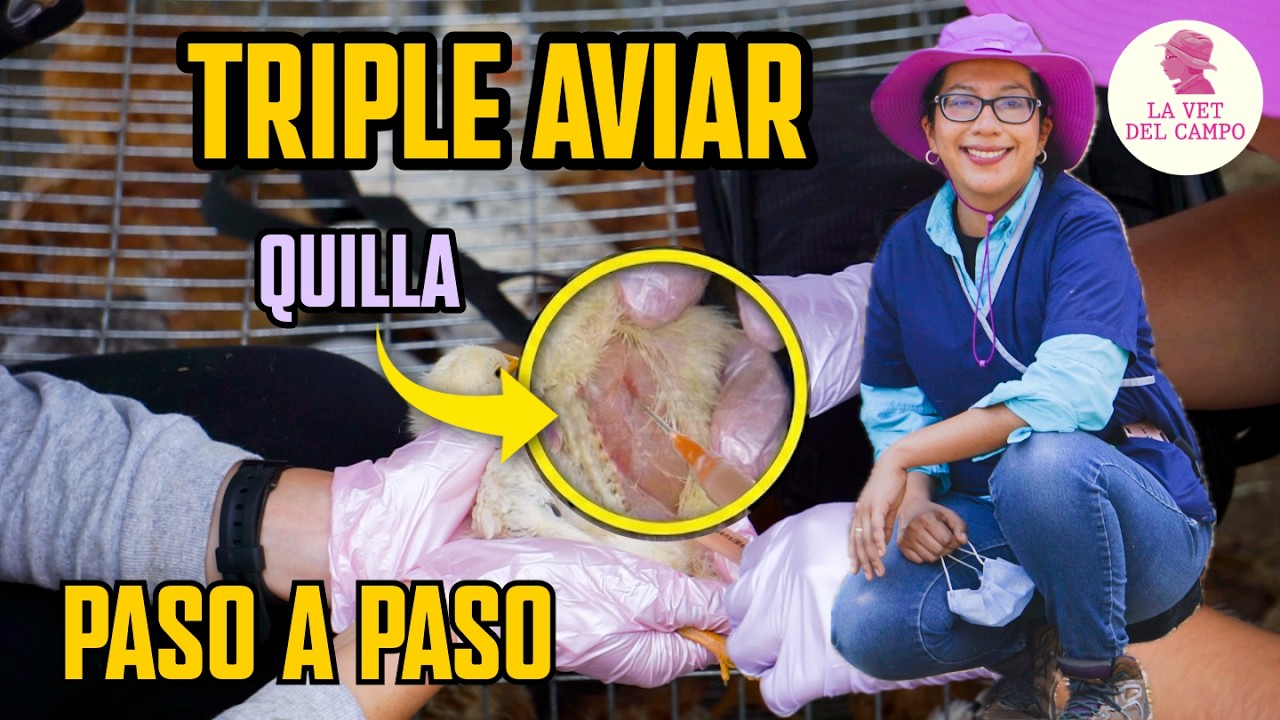 Cómo Vacunar Pollit@s: Guía Completa Triple Aviar (Paso a Paso)