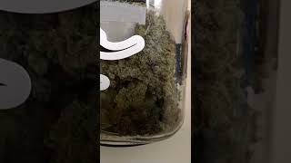 Download Lagu Back when I had the Amnesia 7 ...She sure was a looker!#shorts #amnesia #cannabis #cannabiscommunity MP3