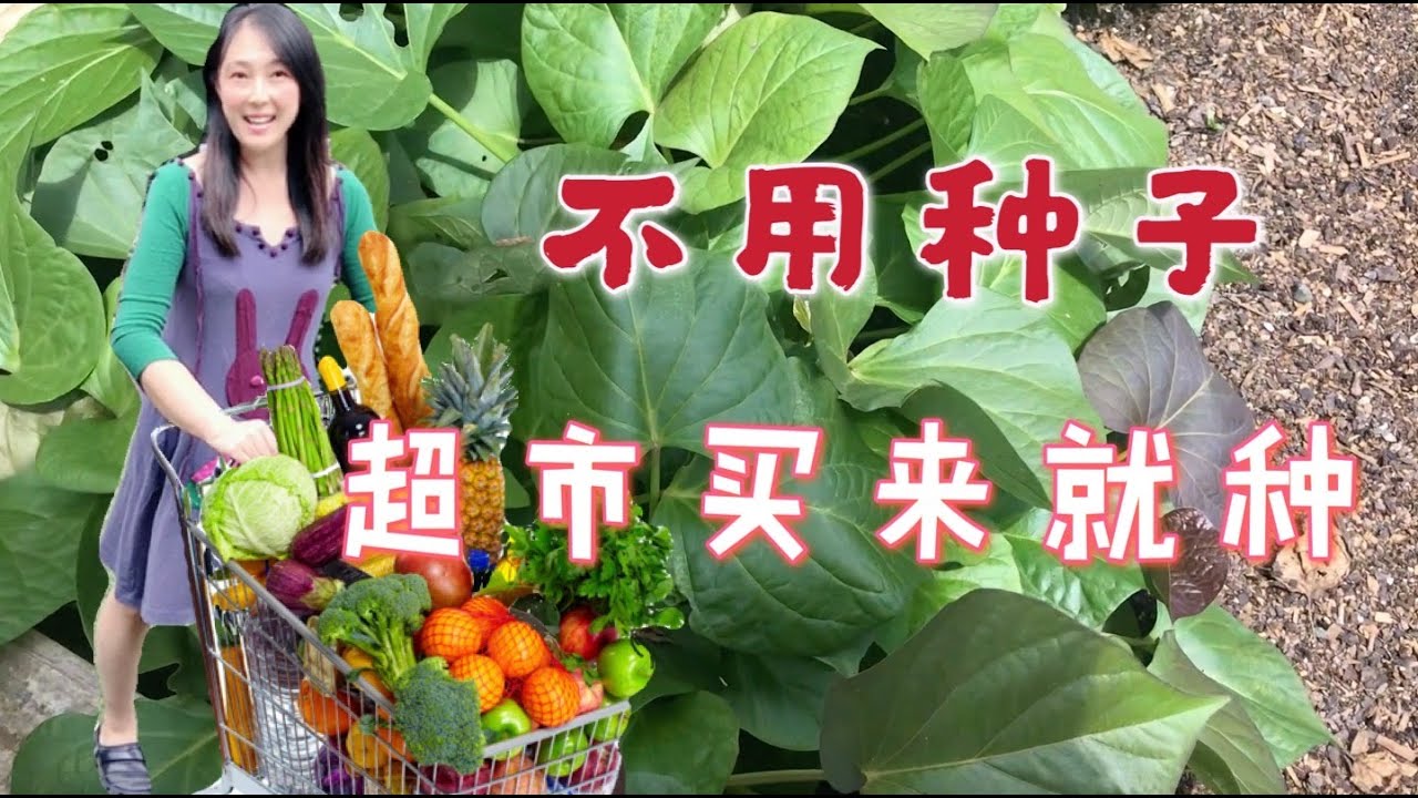 【种植30】10种不用种子就能种的菜，超市买来的菜直接种，没有根也能种，快速，趣味种菜 | 10 vegetables don't need to grow from seeds