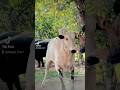 Badsha Dhani Bread #cowfarming #cattleworld #cow #bull #animals #dhani #dhanibull