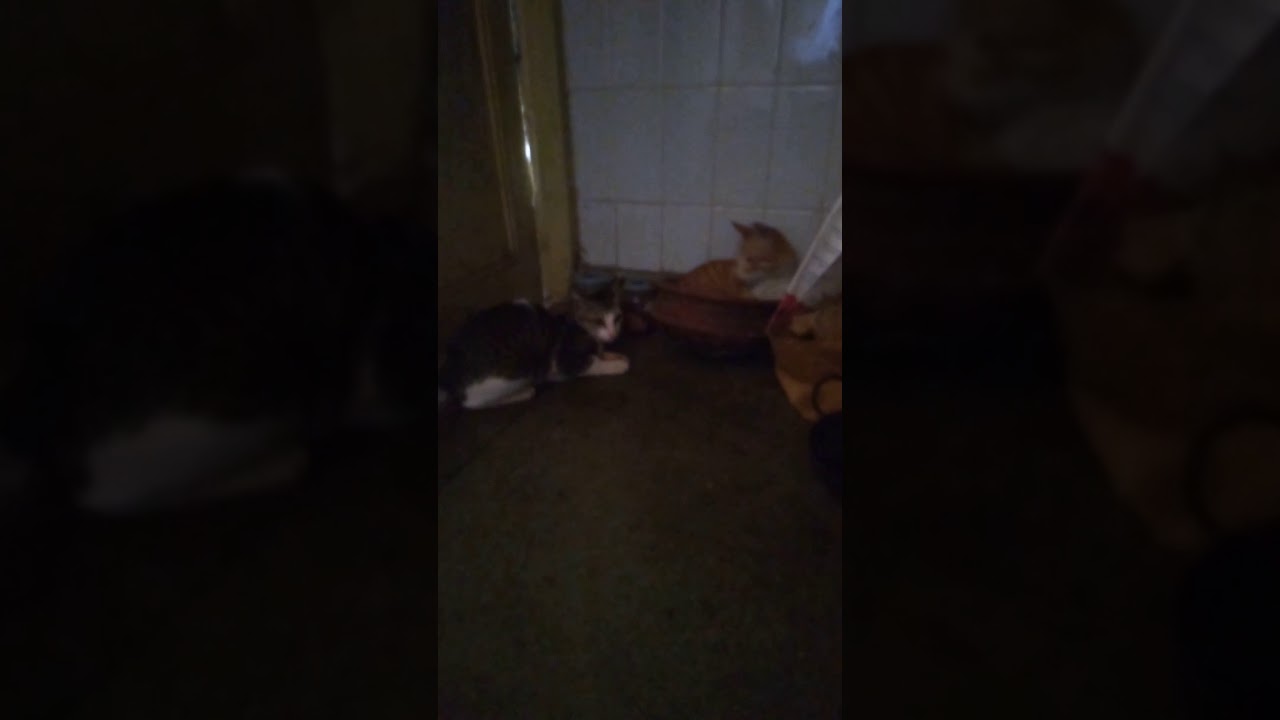 My cat has speed of lightning in her paws