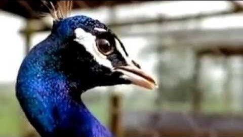 Tale of the Peacock