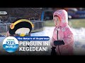 Penguin Ini Kegedean! [The Return of Superman/19-01-2020][SUB INDO]