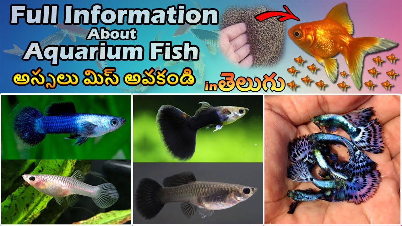 Full Information About Aquarium Fish | Blue Panda Guppies | Ornamental ...