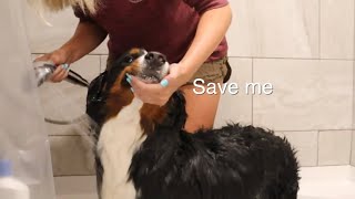 Grooming My Bernese Mountain Dog | Bath Time Part 3