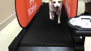 Doggy Day Care With Doggy Treadmill For Exercise At Parkland Veterinary Hospital