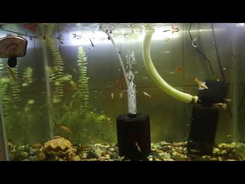 كيفية الحفاظ على صغار الكوبي وعدم تعرضهم الى الموت 