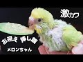 【インコのお迎え・さし餌】おしゃべりインコメロンちゃん
