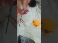 Live highlight