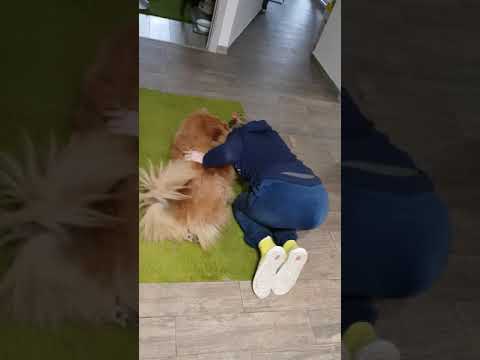 🐶🤣 Как правильно вилять хвостом.