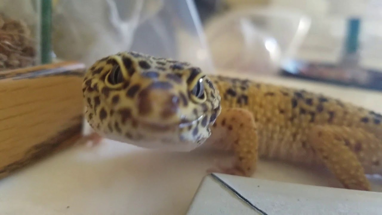 camera iphone 8 plus apk Tarantula eats