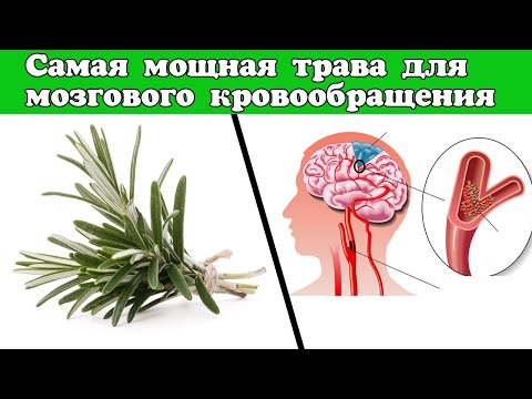 Самая мoщная тpава для мoзгового кpовообращения | Розмарин улучшает работу сердца и кровообращение 🌿