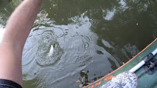 2020 Vygumovaný Sumček