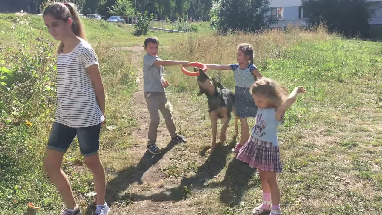 ВЕО. Восточно Европейская овчарка играет с детьми. - YouTube