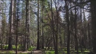 Big Basin to open after wildfire destruction